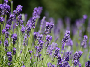 Lavender Plant – ENOORE Essential Oil Lavender plant flowers used for ENOORE Lavender Essential Oil, calming and soothing Pakistan