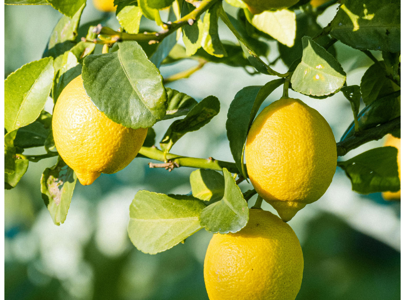 Lemon Tree – ENOORE Essential Oil Lemon tree with fresh lemons used for ENOORE Lemon Essential Oil, uplifting citrus Pakistan