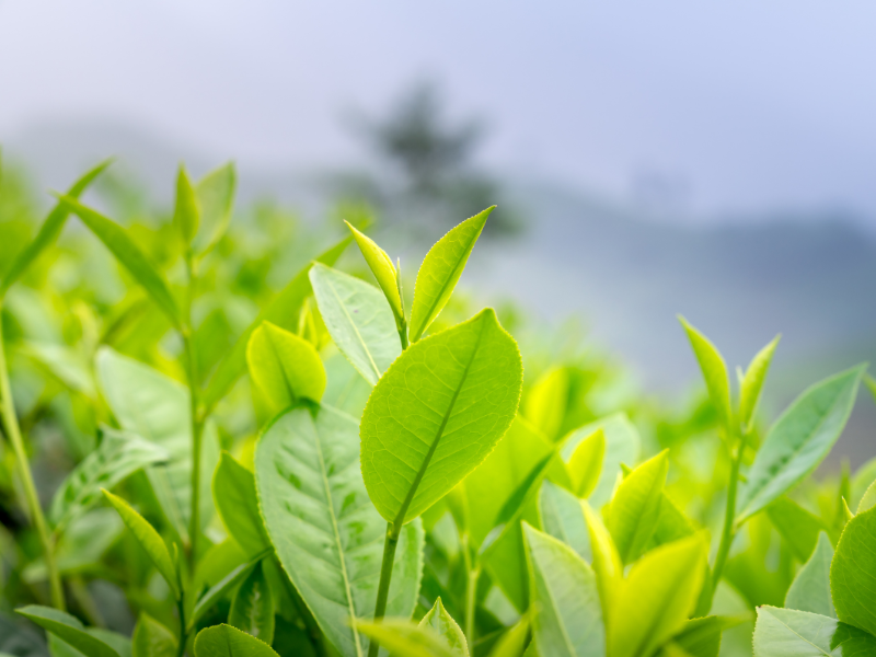 Tea Tree Plant – ENOORE Essential Oil ea Tree plant leaves used for ENOORE Tea Tree Essential Oil, natural skincare Pakistan